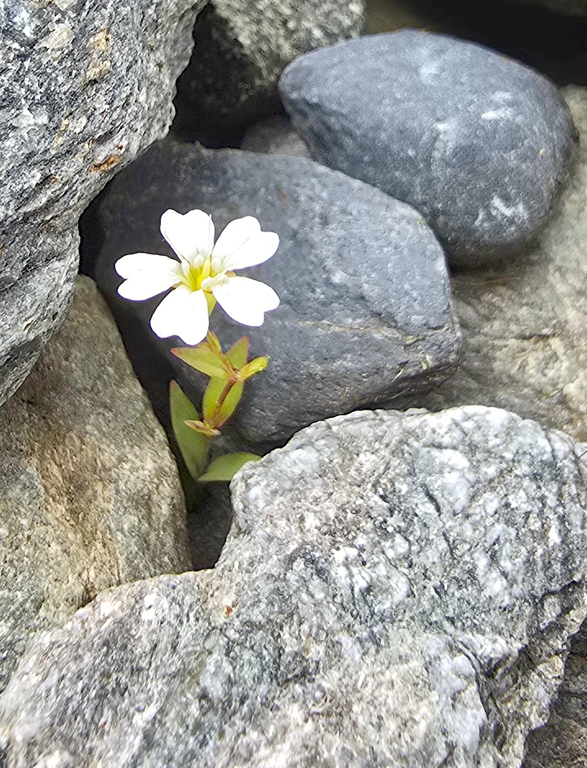 Blume zwischen Felsen