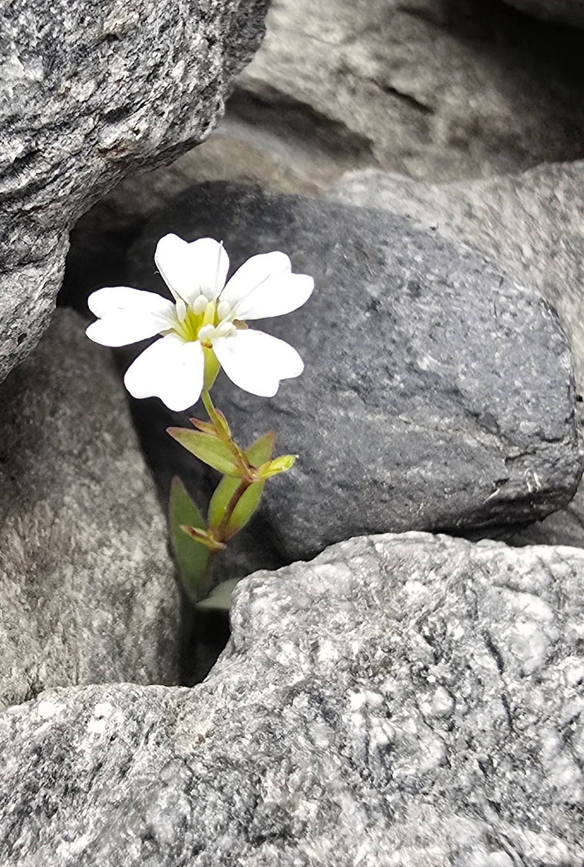 Weisse Blüte wächst aus einer Ritze zwischen Felsen — Sinnbild für Lebenskraft, die sich entfaltet